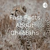 Podcast Fast Facts About Cheetahs