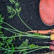 Podcast Gartenpodcast: Alles Möhre, oder was?!