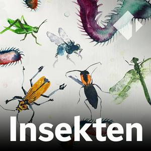 Höre Insekten in der App.