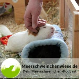 Höre Meerschweinchenwiese.de - Dein Meerschweinchen-Podcast in der App.